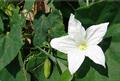 little ivy gourd